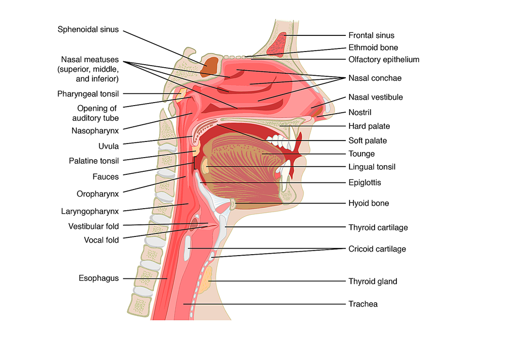 losing voice tip